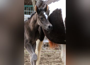 Koń półkrwi arabskiej (Arabian Partbred), Klacz, Źrebak (03/2026), 155 cm, Kara