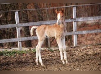 Koń półkrwi arabskiej (Arabian Partbred), Klacz, Źrebak (02/2026), 155 cm, Kasztanowata
