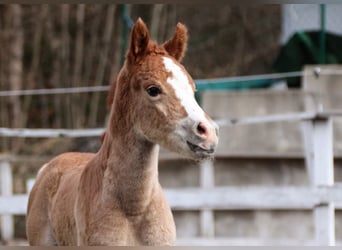 Koń półkrwi arabskiej (Arabian Partbred), Klacz, Źrebak (02/2026), 155 cm, Kasztanowata