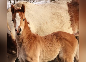 Koń półkrwi arabskiej (Arabian Partbred), Klacz, Źrebak (02/2026), 155 cm, Kasztanowata