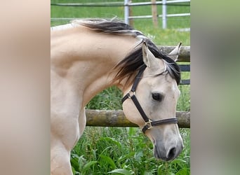 Koń półkrwi arabskiej (Arabian Partbred), Klacz, Źrebak (05/2026), 155 cm, Perlino