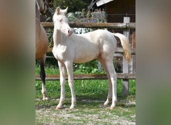 Koń półkrwi arabskiej (Arabian Partbred), Klacz, Źrebak (05/2026), 155 cm, Perlino