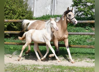 Koń półkrwi arabskiej (Arabian Partbred), Klacz, Źrebak (05/2026), 155 cm, Perlino