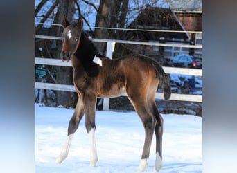 Koń półkrwi arabskiej (Arabian Partbred), Klacz, Źrebak (01/2026), 155 cm, Srokata