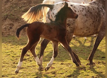 Koń półkrwi arabskiej (Arabian Partbred), Klacz, Źrebak (02/2026), 158 cm, Gniada