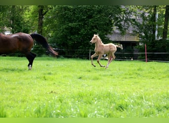 Koń półkrwi arabskiej (Arabian Partbred), Klacz, , 160 cm, Jelenia