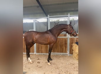 Koń półkrwi arabskiej (Arabian Partbred), Ogier, 10 lat, 157 cm