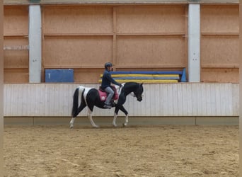Koń półkrwi arabskiej (Arabian Partbred), Ogier, 11 lat, 154 cm, Srokata