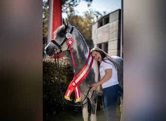 Koń półkrwi arabskiej (Arabian Partbred), Ogier, 11 lat, 155 cm, Siwa