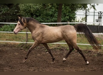 Koń półkrwi arabskiej (Arabian Partbred), Ogier, 17 lat, 148 cm, Szampańska