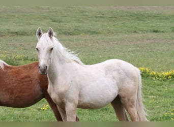Koń półkrwi arabskiej (Arabian Partbred), Ogier, 1 Rok, 152 cm, Izabelowata