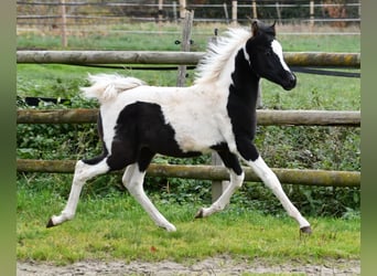 Koń półkrwi arabskiej (Arabian Partbred), Ogier, 1 Rok, 153 cm, Tovero wszelkich maści