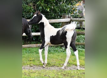 Koń półkrwi arabskiej (Arabian Partbred), Ogier, 1 Rok, 153 cm, Tovero wszelkich maści