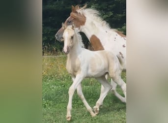 Koń półkrwi arabskiej (Arabian Partbred), Ogier, 1 Rok, 156 cm, Dunalino