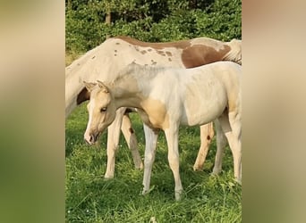 Koń półkrwi arabskiej (Arabian Partbred), Ogier, 1 Rok, 156 cm, Dunalino