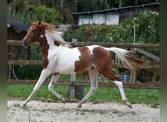 Koń półkrwi arabskiej (Arabian Partbred), Ogier, 1 Rok, 156 cm, Tobiano wszelkich maści