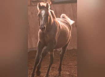 Koń półkrwi arabskiej (Arabian Partbred) Mix, Ogier, 1 Rok, Siwa