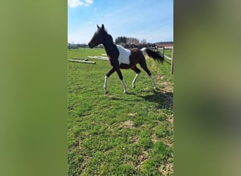 Koń półkrwi arabskiej (Arabian Partbred), Ogier, 1 Rok, Srokata