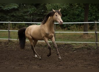 Koń półkrwi arabskiej (Arabian Partbred), Ogier, 21 lat, 148 cm, Szampańska