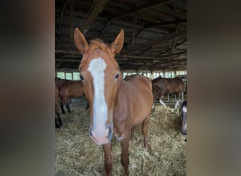 Koń półkrwi arabskiej (Arabian Partbred), Ogier, 2 lat, 150 cm, Kasztanowata