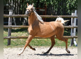 Koń półkrwi arabskiej (Arabian Partbred), Ogier, 2 lat, 154 cm, Izabelowata