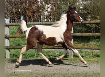 Koń półkrwi arabskiej (Arabian Partbred), Ogier, 2 lat, 156 cm, Tobiano wszelkich maści