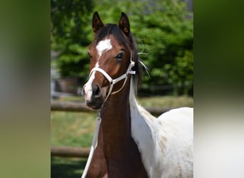 Koń półkrwi arabskiej (Arabian Partbred), Ogier, 2 lat, 156 cm, Tobiano wszelkich maści