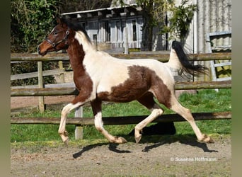 Koń półkrwi arabskiej (Arabian Partbred), Ogier, 2 lat, 156 cm, Tobiano wszelkich maści
