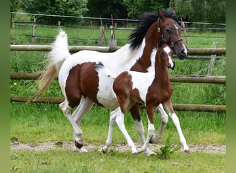 Koń półkrwi arabskiej (Arabian Partbred), Ogier, 2 lat, 156 cm, Tobiano wszelkich maści