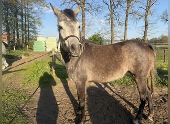 Koń półkrwi arabskiej (Arabian Partbred), Ogier, 4 lat, 154 cm, Siwa