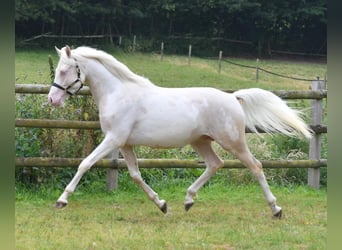 Koń półkrwi arabskiej (Arabian Partbred), Ogier, 5 lat, 156 cm, Cremello
