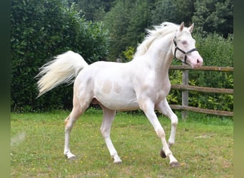 Koń półkrwi arabskiej (Arabian Partbred), Ogier, 5 lat, 156 cm, Cremello