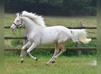 Koń półkrwi arabskiej (Arabian Partbred), Ogier, 5 lat, 156 cm, Cremello