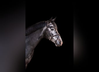 Koń półkrwi arabskiej (Arabian Partbred), Ogier, 5 lat, 161 cm, Siwa