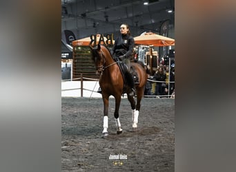 Koń półkrwi arabskiej (Arabian Partbred), Ogier, 6 lat, 157 cm, Gniada
