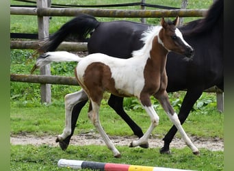 Koń półkrwi arabskiej (Arabian Partbred), Ogier, Źrebak (05/2025), 153 cm, Tovero wszelkich maści