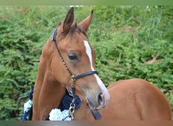 Koń półkrwi arabskiej (Arabian Partbred), Ogier, Źrebak (01/2026), 154 cm, Gniada