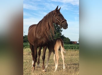 Koń półkrwi arabskiej (Arabian Partbred), Ogier, Źrebak (06/2025), 155 cm, Ciemnokasztanowata