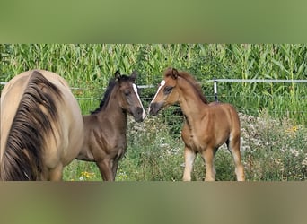 Koń półkrwi arabskiej (Arabian Partbred), Ogier, Źrebak (06/2025), 155 cm, Ciemnokasztanowata