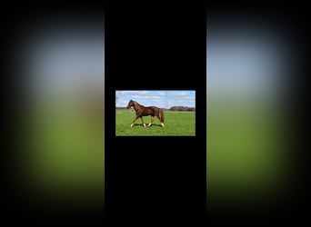 Koń półkrwi arabskiej (Arabian Partbred), Ogier, Źrebak (06/2025), 155 cm, Ciemnokasztanowata