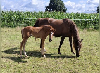 Koń półkrwi arabskiej (Arabian Partbred), Ogier, Źrebak (06/2025), 155 cm, Ciemnokasztanowata