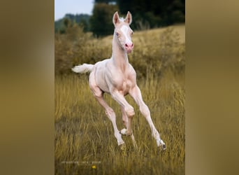 Koń półkrwi arabskiej (Arabian Partbred), Ogier, , 155 cm, Cremello