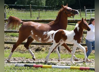 Koń półkrwi arabskiej (Arabian Partbred), Ogier, Źrebak (05/2025), 156 cm, Tobiano wszelkich maści