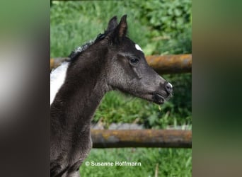 Koń półkrwi arabskiej (Arabian Partbred), Ogier, Źrebak (03/2026), 156 cm, Tobiano wszelkich maści