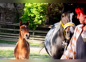 Koń półkrwi arabskiej (Arabian Partbred), Ogier, Źrebak (05/2025), 156 cm, Tobiano wszelkich maści