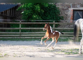 Koń półkrwi arabskiej (Arabian Partbred), Ogier, Źrebak (05/2025), 156 cm, Tobiano wszelkich maści
