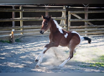 Koń półkrwi arabskiej (Arabian Partbred), Ogier, Źrebak (05/2025), 156 cm, Tobiano wszelkich maści