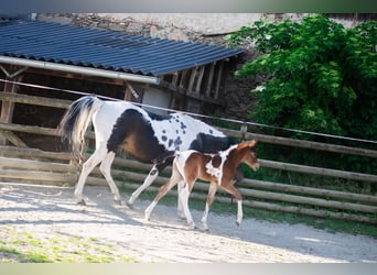 Koń półkrwi arabskiej (Arabian Partbred), Ogier, Źrebak (05/2025), 156 cm, Tobiano wszelkich maści