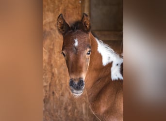 Koń półkrwi arabskiej (Arabian Partbred), Ogier, Źrebak (05/2025), 156 cm, Tobiano wszelkich maści