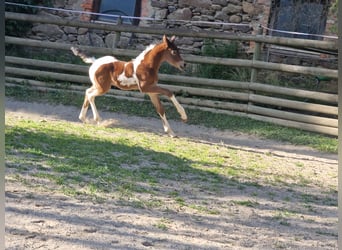 Koń półkrwi arabskiej (Arabian Partbred), Ogier, Źrebak (05/2025), 156 cm, Tobiano wszelkich maści